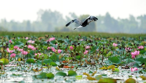 Plain of Reeds during monsoon season - ảnh 1